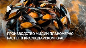 Производство мидий выросло в Краснодарском крае