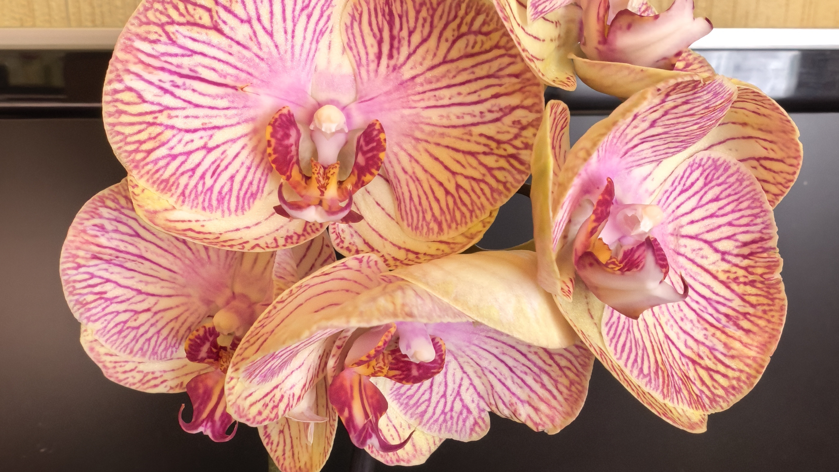 Мои красотки/Беларусь//