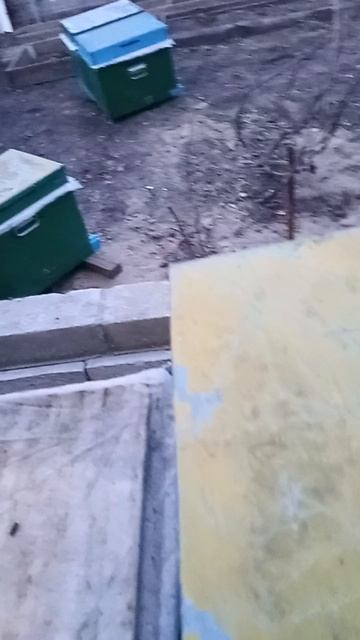 подкормка пчел