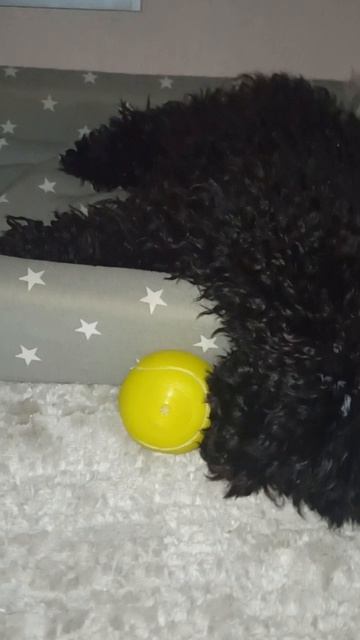 Собачка Айза смешно спит. 🤣