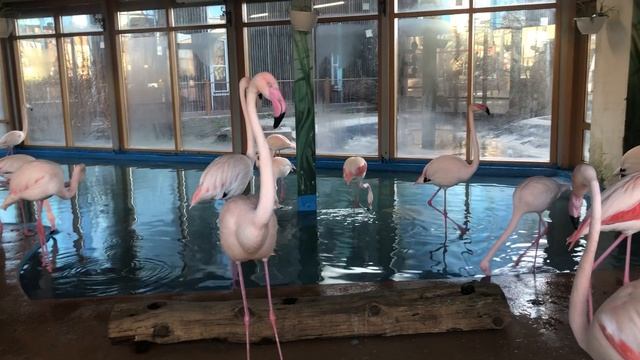 Папоротник Нефролепис варигатный Тигр и Дассада