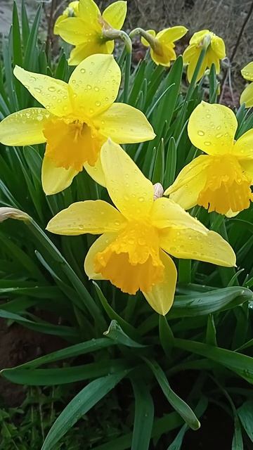 Нарцисс, который цветет первым