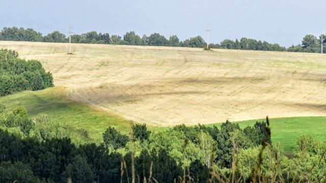 Русь моя пшеничная