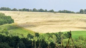 Русь моя пшеничная