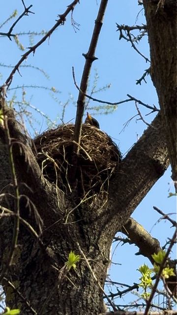 Голоса птиц. Как поёт синица? Голос большой синицы в природе! #birdwatching #birdsong #birds
