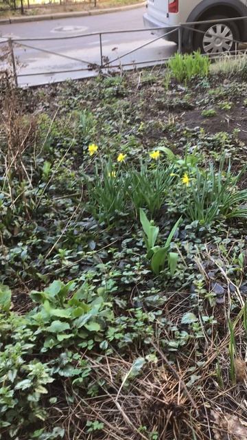 Санкт-Петербург. Проспект Энгелса. 17.04.2026. Цветы у дома. Эпизод 19