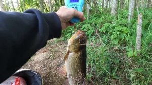 огромные ЯЗИ атакуют.ЯЗЬ больше 1КГ!