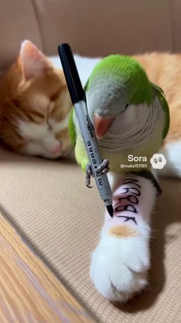 Кот и попугай #sora #ии #кот #попугай #funny #юмор #смех #угар #cute #birds #parrot #cat #тату