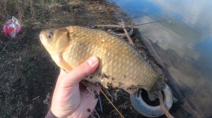 КАРАСИ КАБАНЫ ПРОСНУЛИСЬ В АПРЕЛЕ! ЛОВЛЯ КРУПНОГО КАРАСЯ НА ДОНКИ. ЛУЧШАЯ ПРИКОРМКА НА КАРАСЯ ВЕСНОЙ