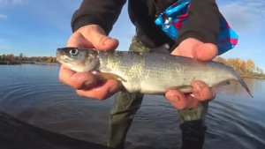 КРУПНЫЕ СИГИ!КРУПНАЯ НАВАГА!КРУПНАЯ КАМБАЛА!ВСЁ ПОПАЛОСЬ КО МНЕ В ЛОВУШКУ В МОРЕ НА КОЛАХ!У МЕНЯ ШОК