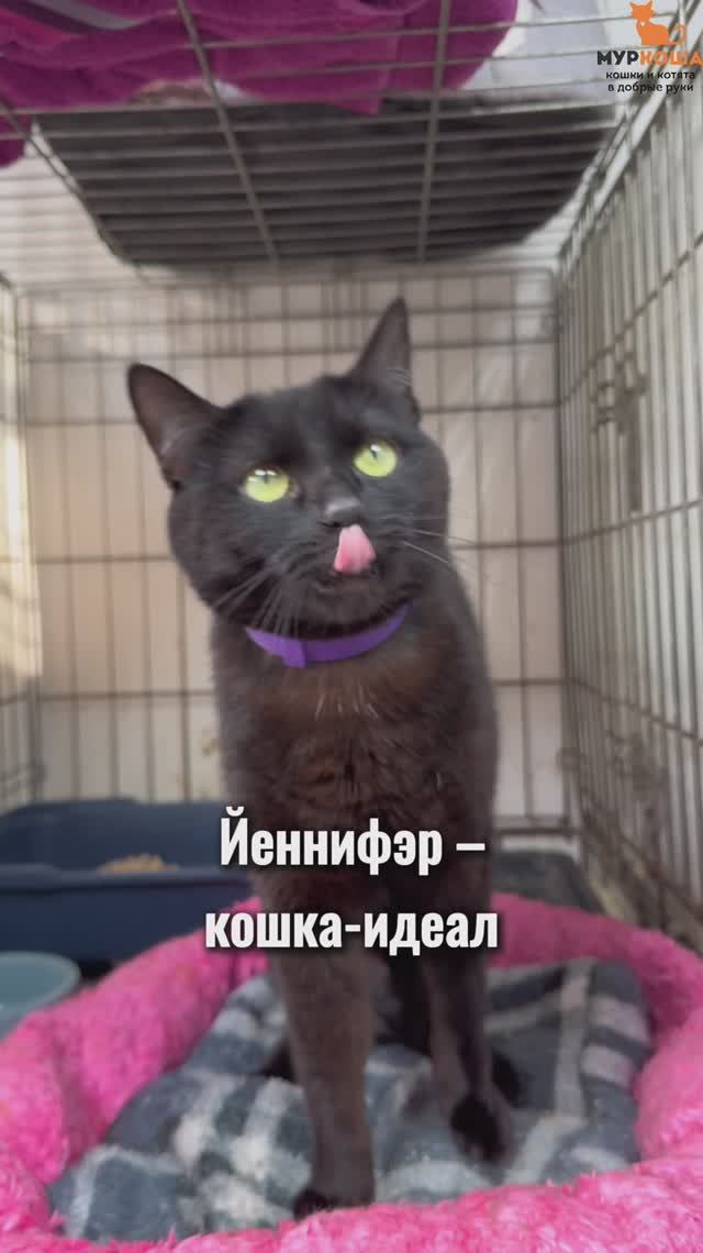 Йеннифэр ждёт вас в приюте #Муркоша