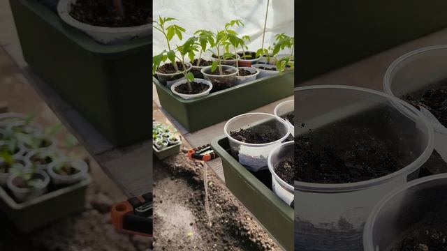 18 апреля #теплица #дача #садоводничество #огород #уходзатеплицей