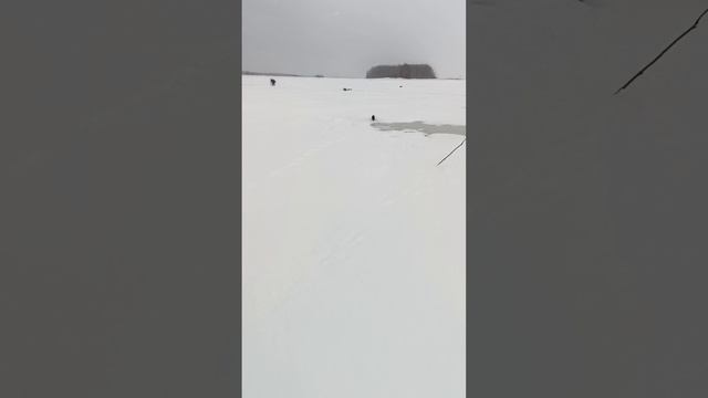 Норка на рыбалке 18 04 26