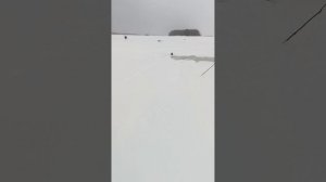 Норка на рыбалке 18 04 26