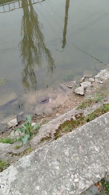 Черепаха ест курицу