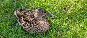 РАЗБОР ВПР по русскому