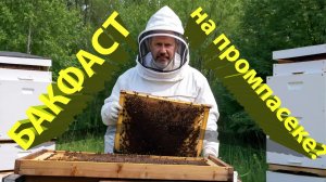 Бакфаст в промышленном пчеловодстве: стоит ли переходить? Олег Светченко 🐝📊
