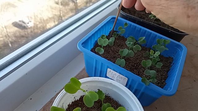 а капуста то готова к пересадке