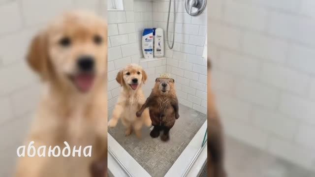 Прикольное видео 🤣🤣🤣#прикол #абаюдна  #рутуб #видео