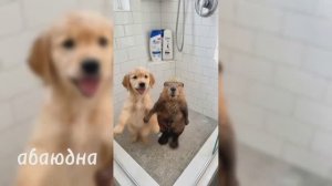 Прикольное видео 🤣🤣🤣#прикол #абаюдна  #рутуб #видео