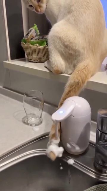 ох уж эти хвостики