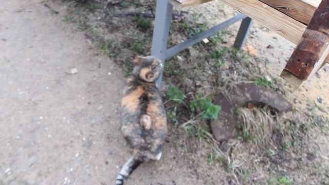 кошка муська и  ульи