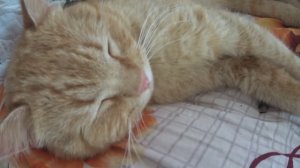 ЗАДОЖДИЛО! ПОХОЛОДАЛО! ПРО ПОКУПКИ И ПРОДАЖИ НА АВИТО! НИ ДНЯ БЕЗ ПОИСКА НОВЫХ СОКРОВИЩ!!