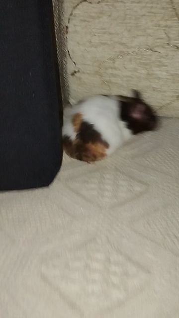 Сирийский хомяк