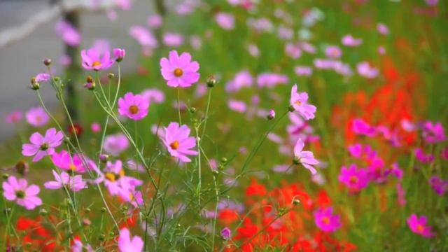 Звуки лета для расслабления и крепкого сна