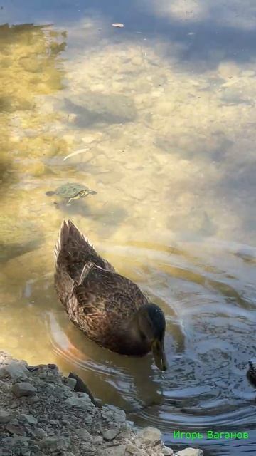 Ментальная эмпатия