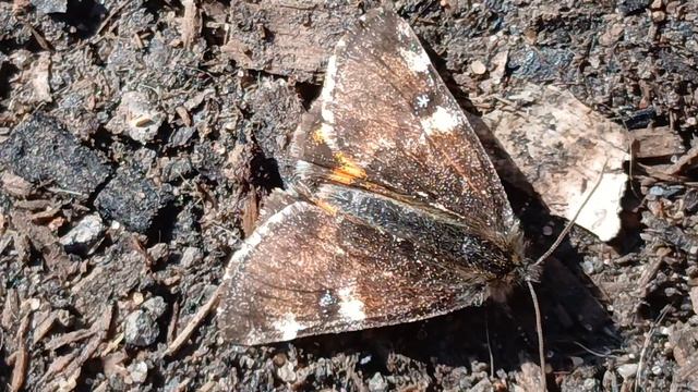 Весенница берёзовая, весенница обыкновенная (Archiearis Parthenias) — бабочка из семейства Пяденицы.