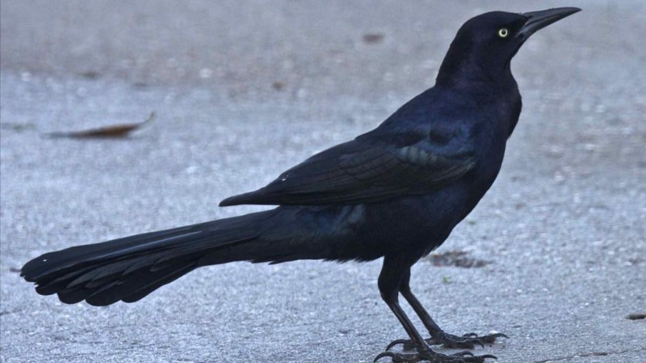 B129. Гог и Магог