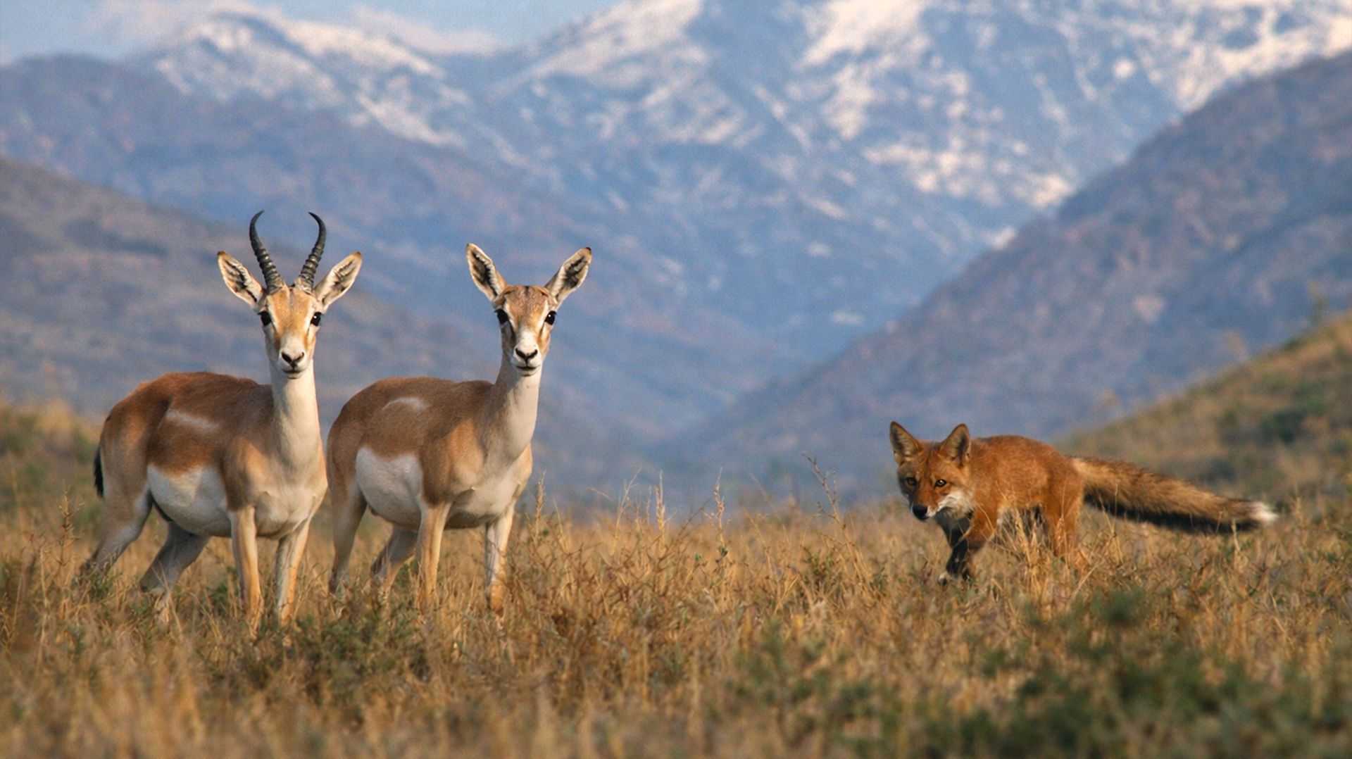 Дикая природа Малого Кавказа весной. Как животные Ахар-Бахара пережили суровые холода?