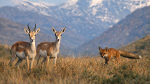 Дикая природа Малого Кавказа весной. Как животные Ахар-Бахара пережили суровые холода?