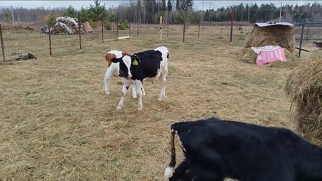 2 ДЕНЬ ВЫРАЩИВАНИЯ