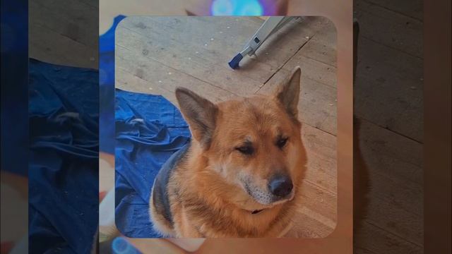 1000056353.mp4 Собака наблюдает за устройством лестницы на 2-ой этаж в доме А-фрейм