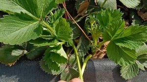 Красивые кусты клубники, хотим кг с куста получить, как вам?