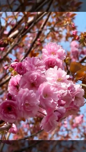 🌸Цветущая сакура🌸Крым, апрель 26🌸