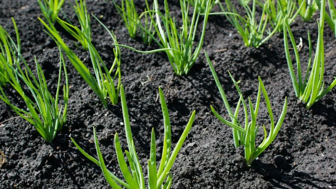 Чем подкормить лук после появления пера: 3 этапа для крупных головок