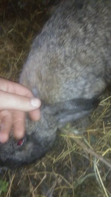 Когда отсаживать крольчат