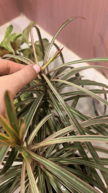 Драцена сошла сума🤦 дает детей как попало #shorts