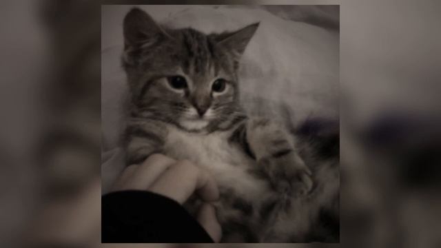 5sta Family - зачем (speed Up)