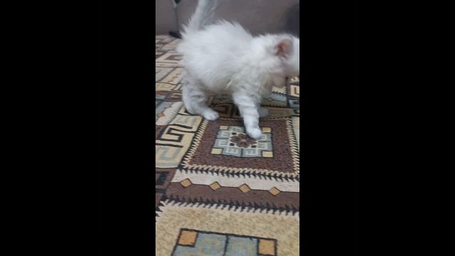 Нэнси Фэнси 02.03.2026
