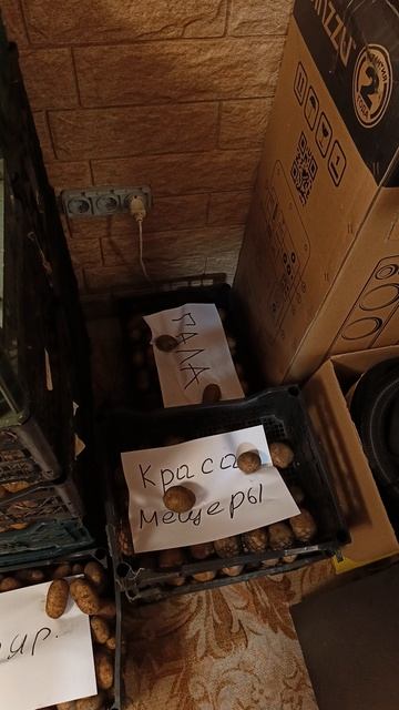 достаем картофель на прогрев