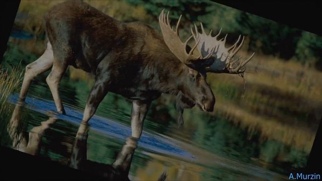 Angelo Taylor - War Game