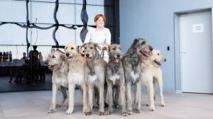 Здесь собаки круче, чем люди 😳🐾