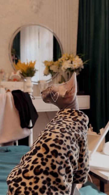 Домашний салон красоты для питомцев 