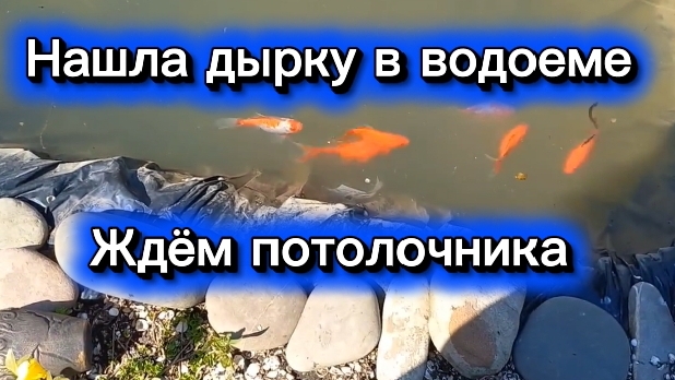 Нашла дырку в водоёме. Ждём потолочника.
