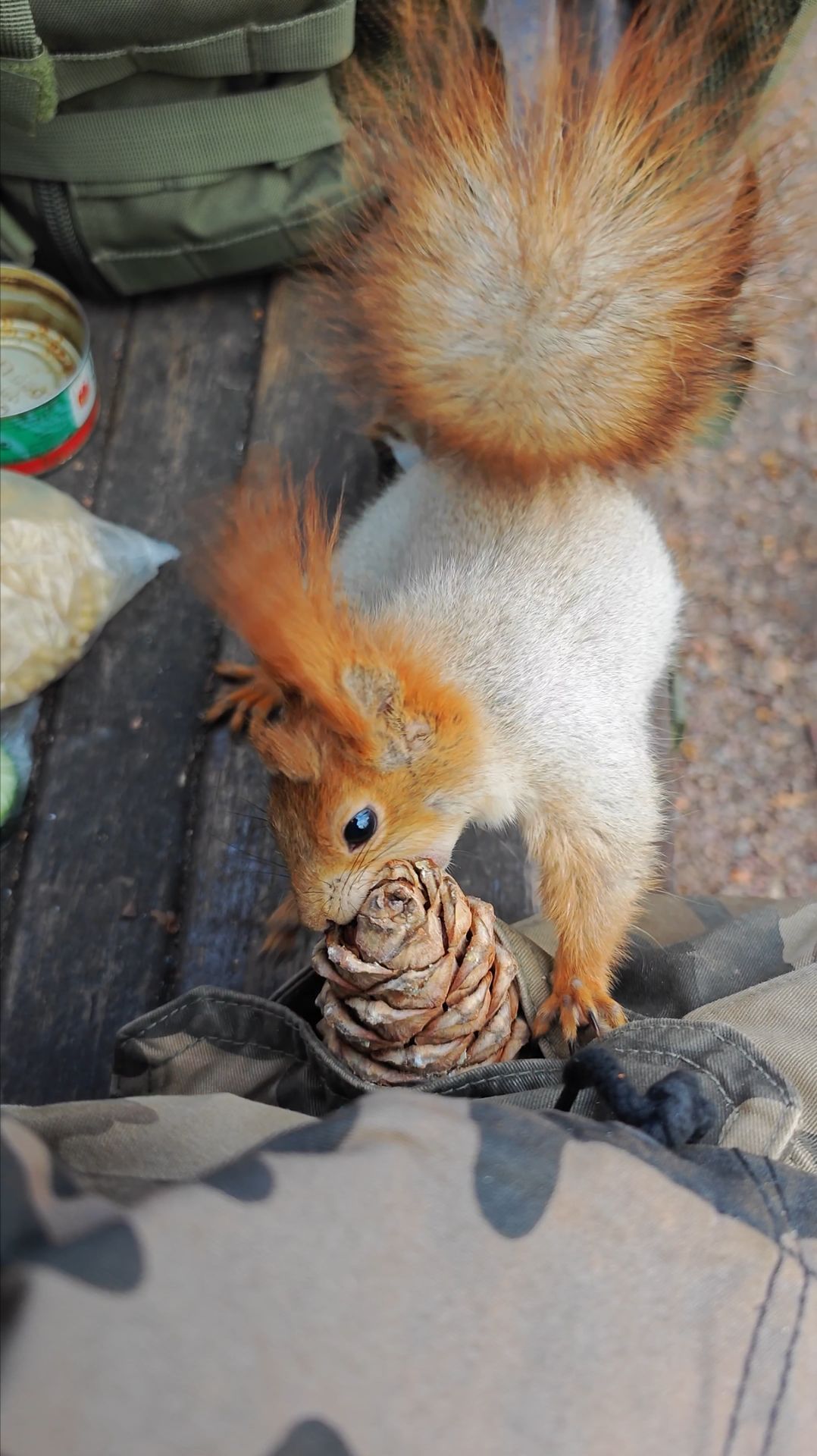 Белка нашла шишку в моём кармане