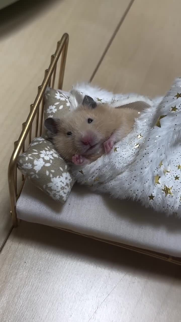 #Милые #животные #видео